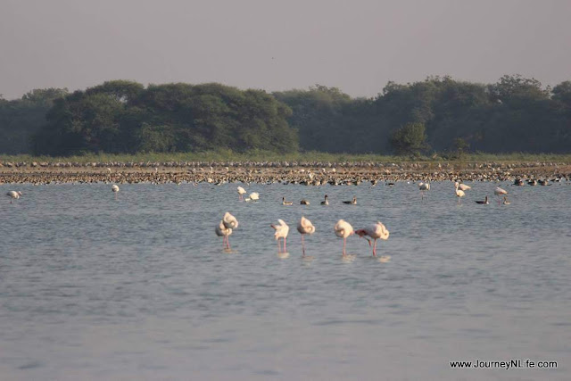 Thol Lake Bird Sanctuary - A birding paradise