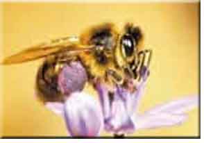 Kembara Seorang Hamba: Lebah Madu Pembina Sarang Yang 