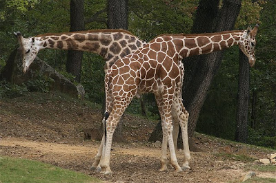 Synchronicity of giraffes