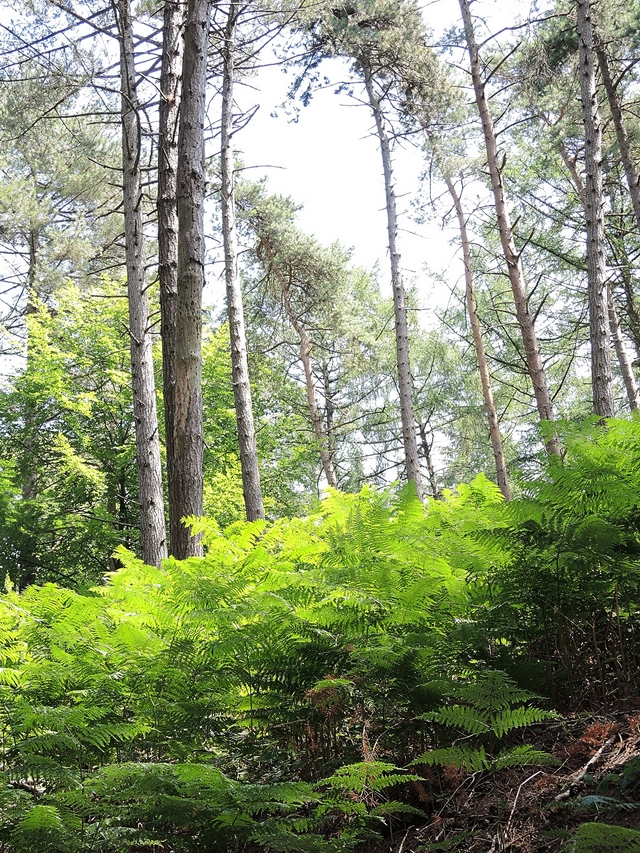 De Koninklijke wandeling in Tervuren