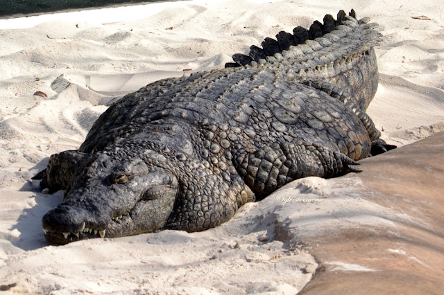 Nile Crocodile