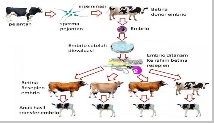 19+ Top Terbaru Inseminasi Buatan Dalam Bioteknologi