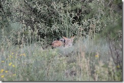 africa game reserve 177