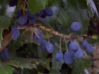 Oregon Grape Fruit pictures