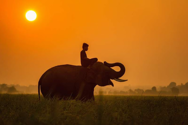 Imagen Fotos de Elefante