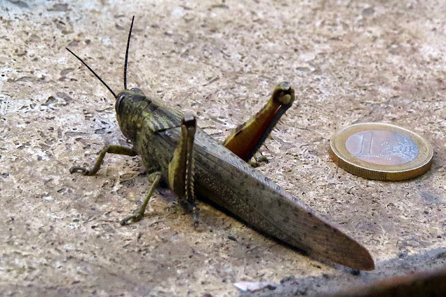 Grasshopper, Via del Porticciolo, Livorno