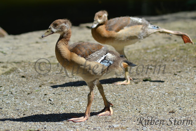 Junge Nilgans