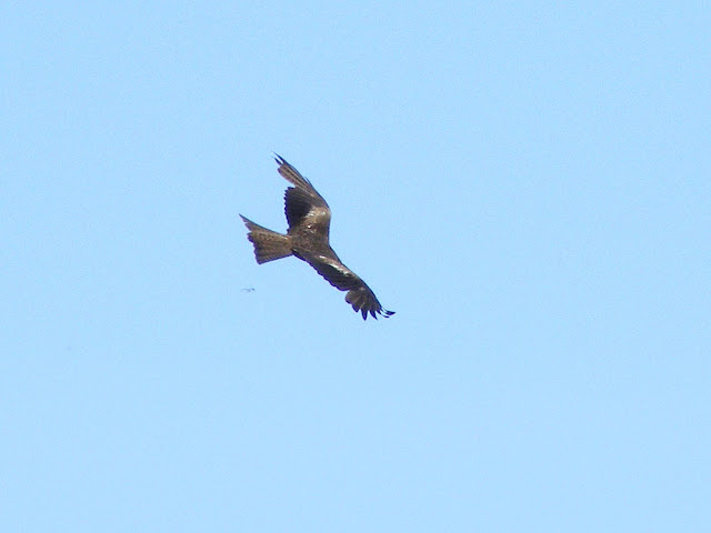 Black kite Milvus migrans. Charente-Maritime. France. Photo by Loire Valley Time Travel.