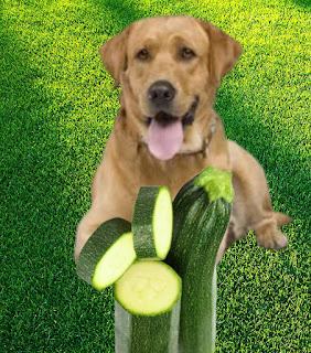 Can dogs eat zucchini, can dogs have zucchini, can dogs eat zucchini raw, can dogs eat zucchini cooked, can dogs eat zucchini skin