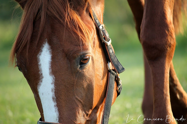 Les nuances et la finesse en équitation ; la marque des grands cavaliers.