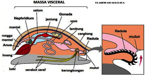 Ciri Ciri Umum Dan Klasifikasi Filum Mollusca  Indo Biologi