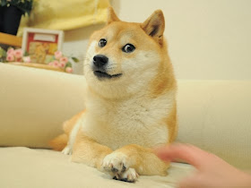 Cute dogs - part 7 (50 pics), shiba inu doge, original doge meme dog picture