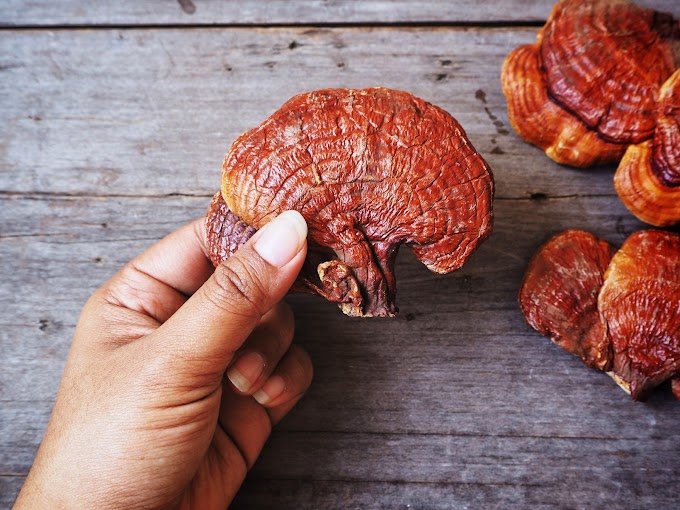 Reishi mushroom benefits for skin | Organic mushrooms | Biobritte mushrooms