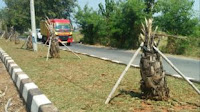  Pohon Kurma di Taman Median Rengasdengklok Banyak yang Mati