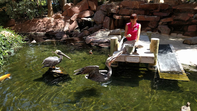 Pelican Feeding at the Flamingo Wildlife Habitat