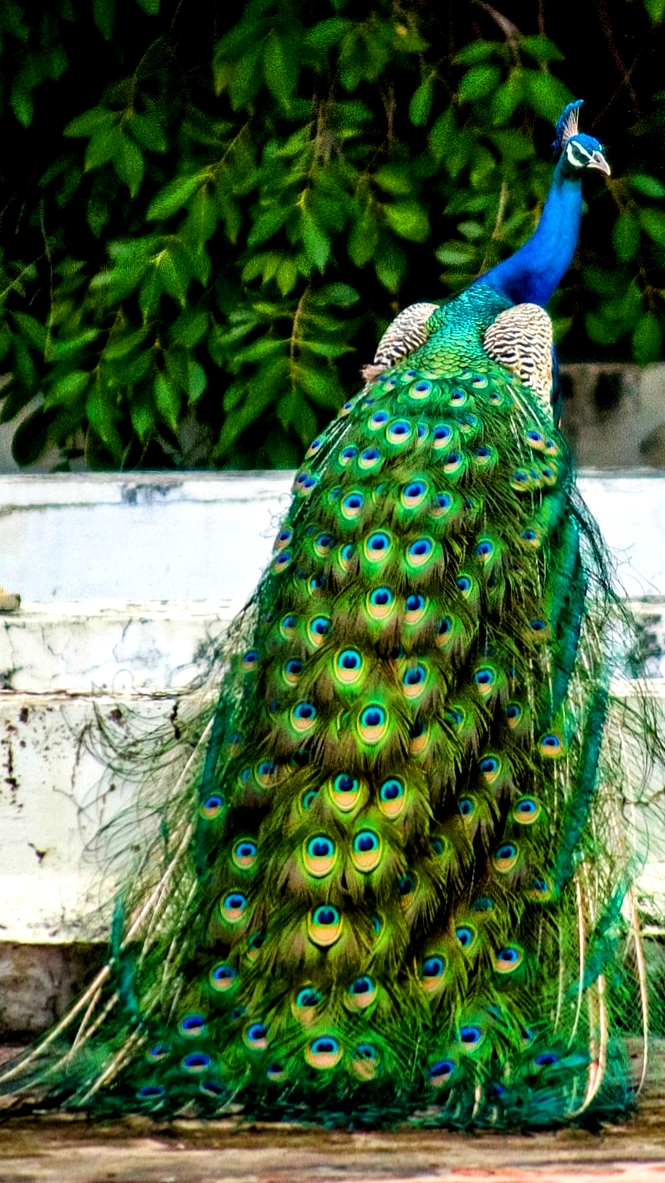 मोर वॉलपेपर फोटो | Peacock wallpaper hd for mobile