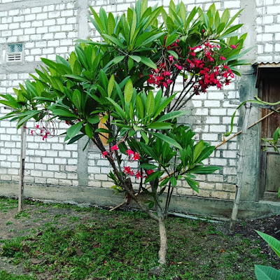 Kamboja merah di Lamongan