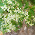 The miracle of the Tamil month of Panguni - Neem flower