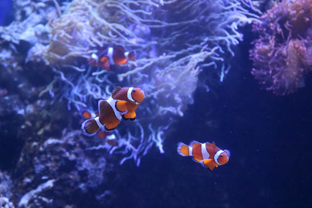 Clown Fish at Waikiki Aquarium