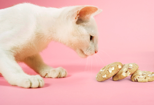 Ubat Untuk Kucing Keracunan Makanan - Omong v
