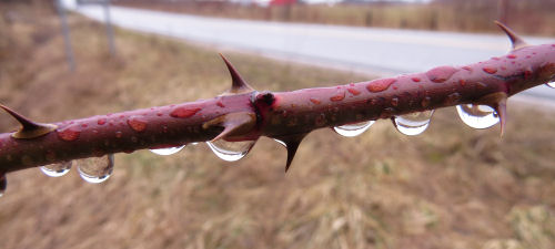 water droplets on blackberry cane