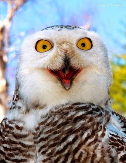 Laughing moment of white owl