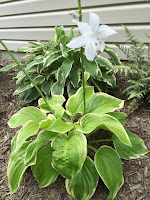 Hosta 'Frozen Margarita'