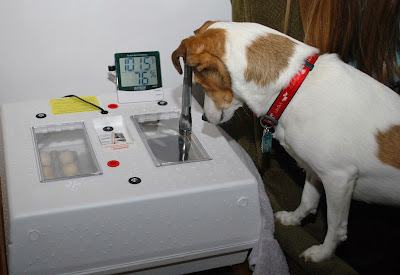 dog watching chicks