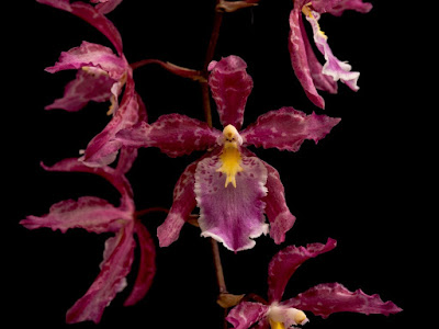 fotografia de orquideas de colores