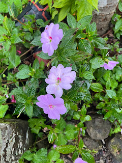 淡水楓樹湖「巨石花園」賞木蓮花 (木蘭） / 桃花源 百年古厝「石頭屋」秘境賞櫻 新幾內亞鳳仙花