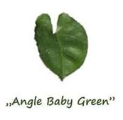 syngonium angle baby green