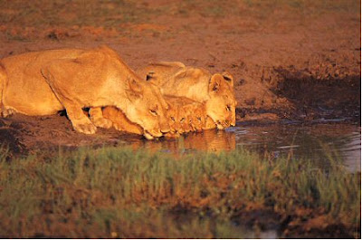 Imagenes de Felinos: leones tomando agua