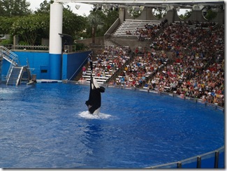 And then it was over, but we will watch his other show, "Shamu rocks!" as well.