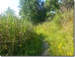Wildflowers on the trail