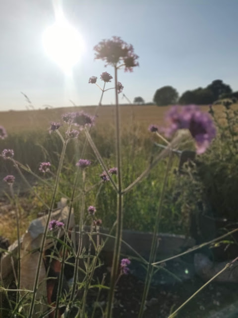 wildflowers in English meadow