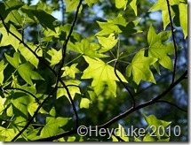 sweetgum leaves