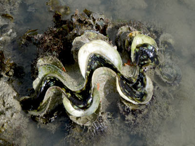 Fluted Giant Clam (Tridacna squamosa)