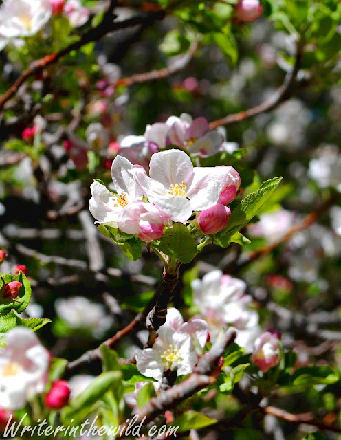 Apple Blossom