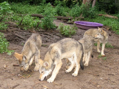 pups searching for kibble