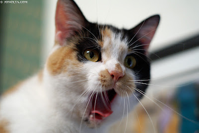 cats Closeup Cat's Eyes -Roaring For Cats Food