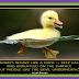  "Always Behave Like A Duck....  Stay Calm & Unruffled On The Surface,  ---- But Paddle Like  The Devil Underneath."