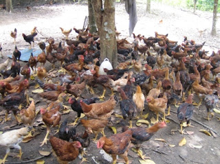 Kandang Ternak Ayam Pedaging Ayam Kampung Asli 