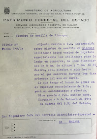 Escrito de José Pino Rivera dirigido al Ingeniero Jefe del Servicio Hidrológico-Forestal de Málaga, de 6 de febrero de 1970, sobre siembra de semilla de pinsapo empleando botes de hojalata (1).  Fuente: Archivo personal de José Pino Rivera.