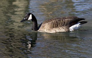 Barnacla canadiense Branta canadensis