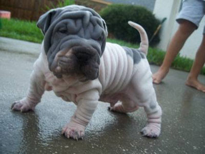 Shar Pei Puppy Pictures