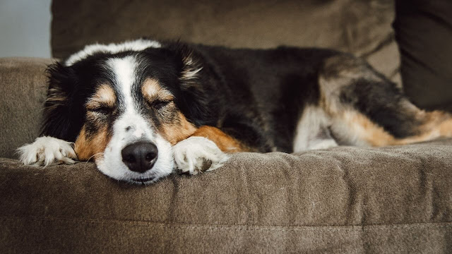 Sleep Time of Adult Dogs