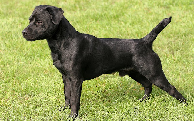 "Patterdale Terrier: A tenacious and energetic terrier breed, showcasing its compact build and alert expression, perfect for active dog lovers seeking adventure and companionship."