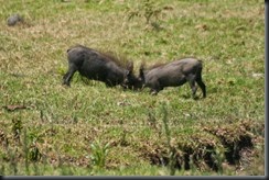 playing warthogs (young)