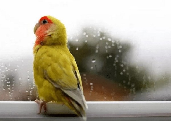 perawatan lovebird usim hujan