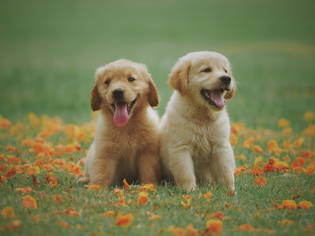 Stephanie Taunton Golden Retriever